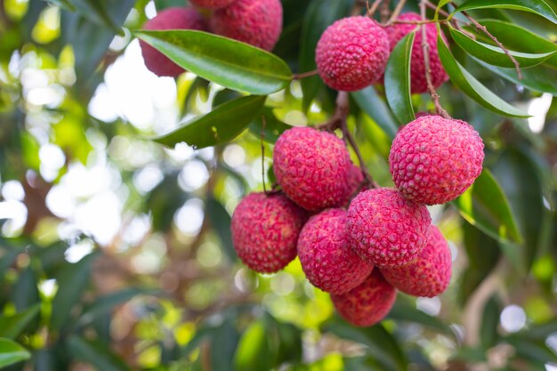 landbouw van litchifruit in Thailand