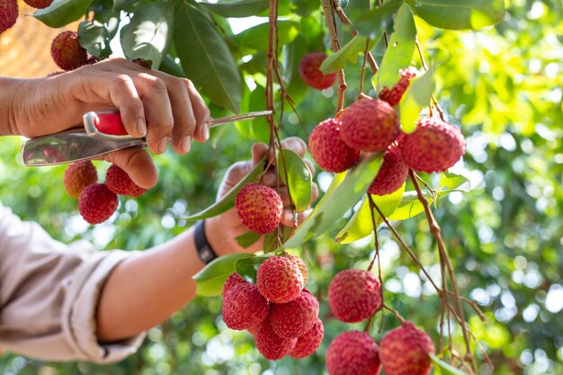 landbouw van litchifruit in Thailand