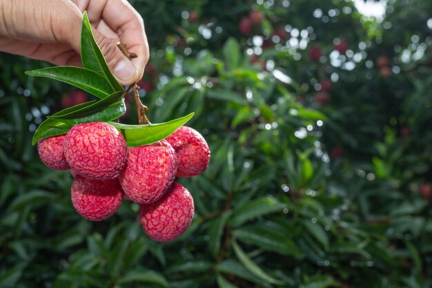 landbouw van litchifruit in Thailand