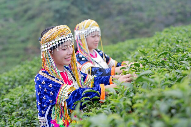 Landbouw van vrouwen in de heuvels