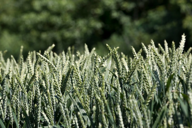 Landbouw voor het verbouwen van tarwe en het oogsten van graan