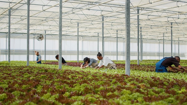 Landbouwarbeiders die biologisch voedsel verbouwen in een hydrocultuuromgeving die bladeren inspecteren en beschadigde planten en ongedierte verwijderen. Diverse mensen die in de kas werken en sla verzamelen, doen kwaliteitscontrole.