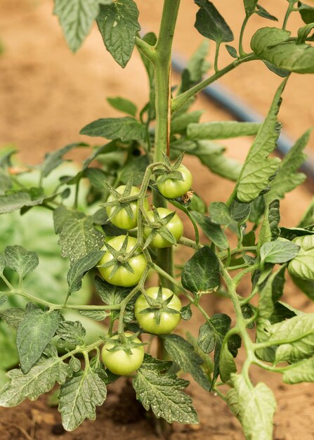 Landbouwconcept met onrijpe tomaten