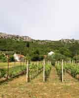 Gratis foto landbouwconcept met wijngaard