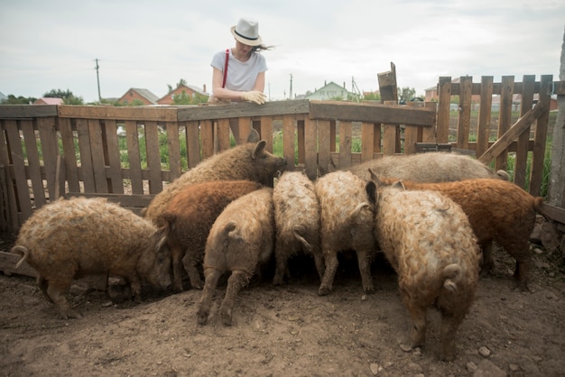 Landbouwer die varkens in een varkenskot behandelen