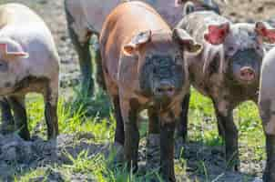 Gratis foto landelijke boerderij met grappige vuile varkens die lopen