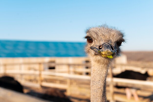 Landelijke levensstijl groeiende struisvogels