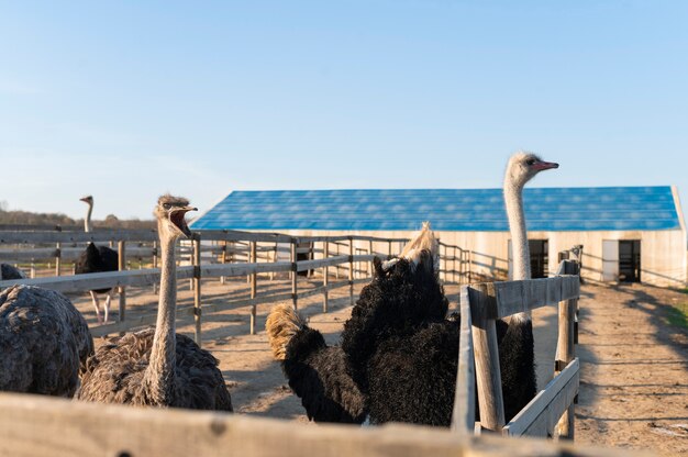 Landelijke levensstijl groeiende struisvogels