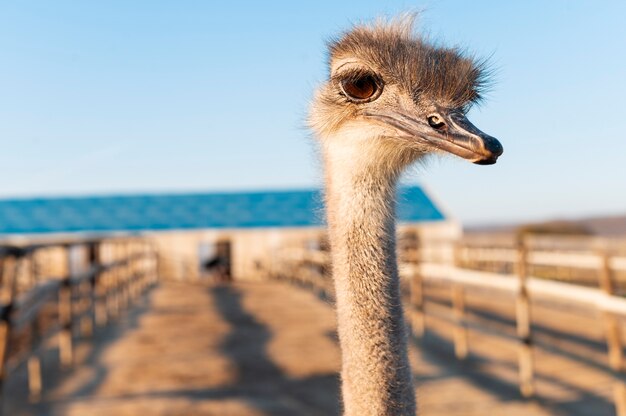 Landelijke levensstijl groeiende struisvogels