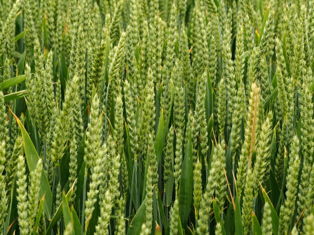 Landschap dat van een groen gewas is ontsproten