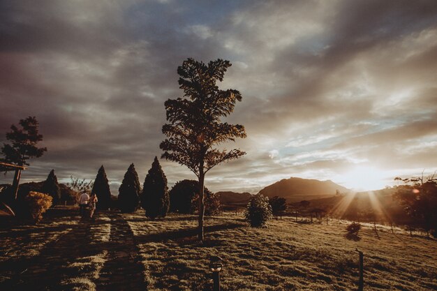 Landschap dat van een lange boom in een park tijdens zonsondergang is ontsproten