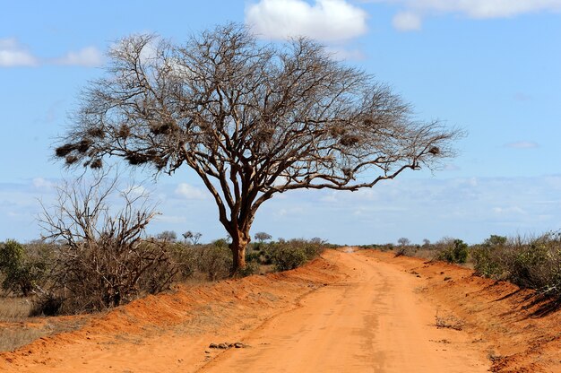 Landschap met boom in Afrika