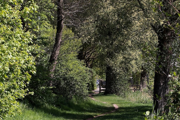 Landschap shot van een levendig bosgebied bedekt met verschillende bomen
