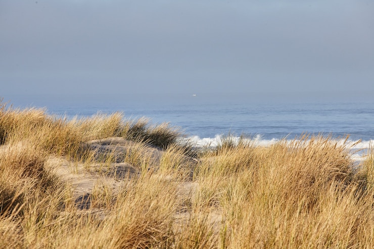 Gratis Foto landschap van beachgrass in de ochtend bij cannon beach, oregon
