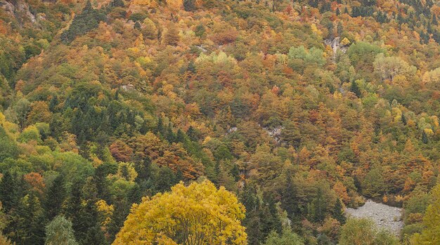 Landschap van bomen bedekt met kleurrijke bladeren in de herfst in Spanje