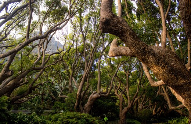 Landschap van bomen en struiken in een jungle overdag - perfect voor natuurlijke concepten