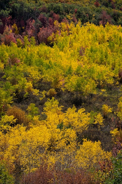 Gratis foto landschap van de natuur en vegetatie van de vs