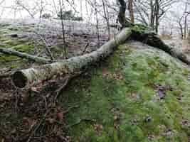 Gratis foto landschap van een groen bos in larvik, noorwegen