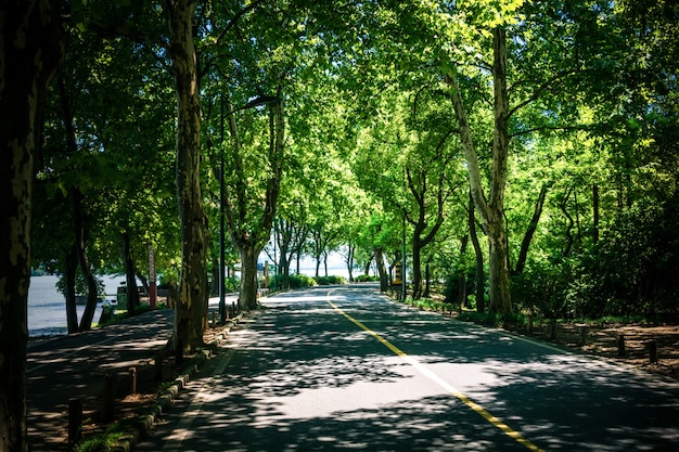 Gratis foto landschap van rechte weg onder de bomen, de beroemde longtien groene tunnel in taitung, taiwan.