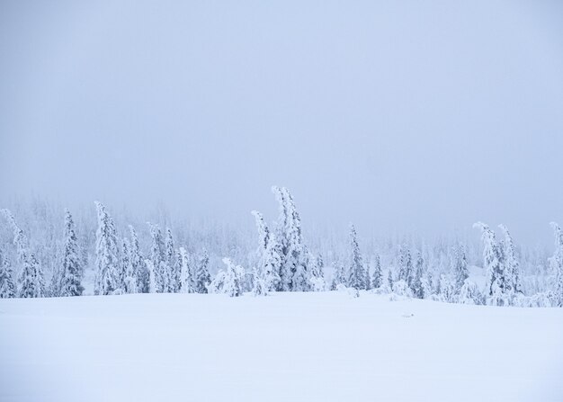 Landschap van sneeuw