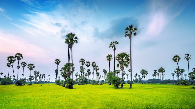 Landschap van suikerpalm en padieveld.