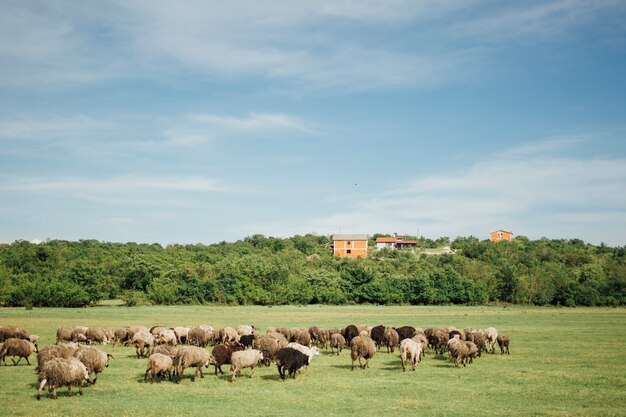 Lang geschotene kudde van schapen die gras op weiland eten