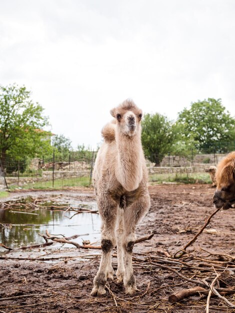 Lang schot van witte lama