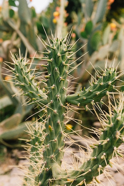 Lange doornen op groene cactus