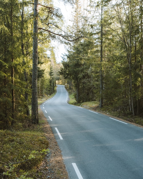 Lange weg omgeven door groene natuur