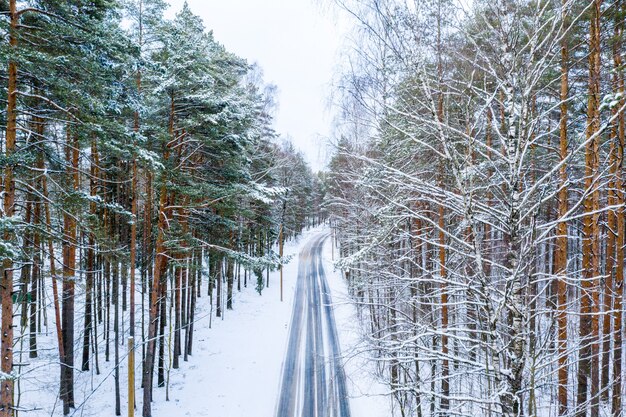 Lange weg omgeven door hoge bomen bedekt met sneeuw in de winter