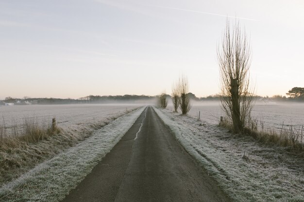 Lange weg omgeven met struiken met bomen bedekt met mist