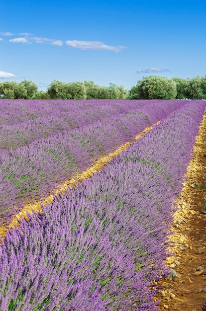 Lavendel veld met blauwe hemel, Frankrijk, Europa