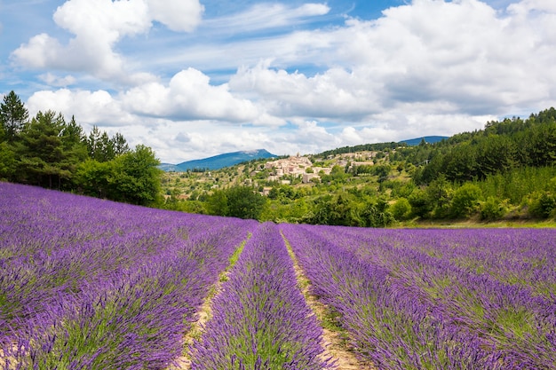 Lavendelveld en dorp, Frankrijk.