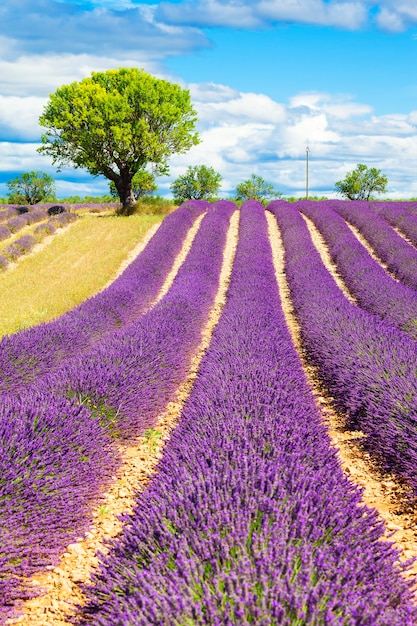 Lavendelveld met boom in de Provence, Frankrijk