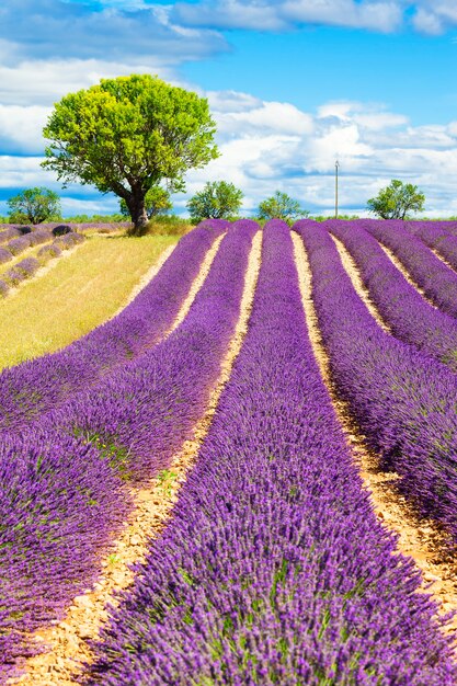 Lavendelveld met boom in de Provence, Frankrijk