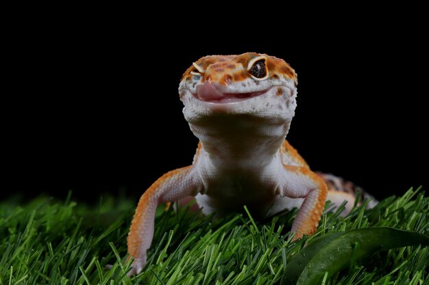 Leaopard gekko close-up gezicht met zwarte achtergrond