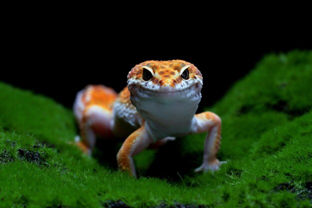 Leaopard gekko close-up met op mos met zwarte achtergrond Tomaten gekko close-up hoofd dier close-up