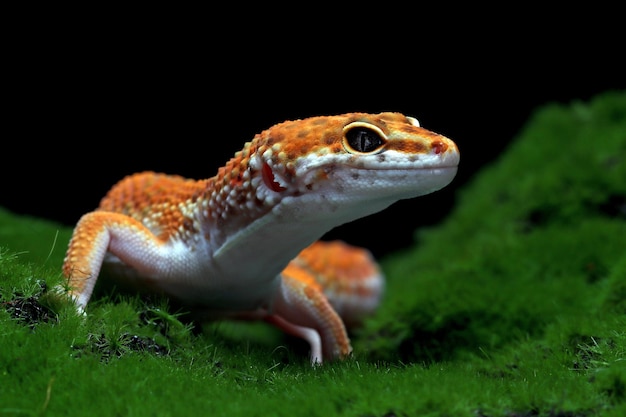 Leaopard gekko close-up met op mos met zwarte achtergrond