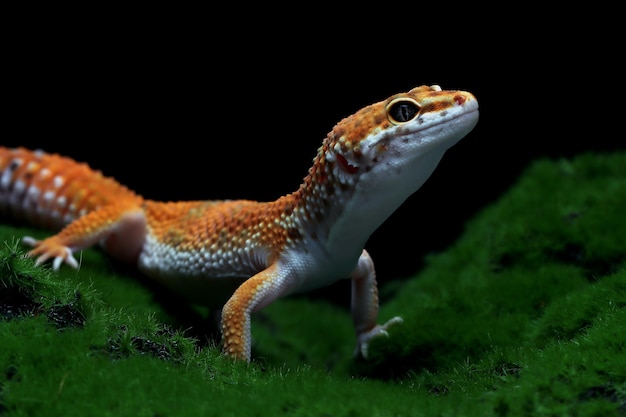 Leaopard gekko close-up met op mos op zwart