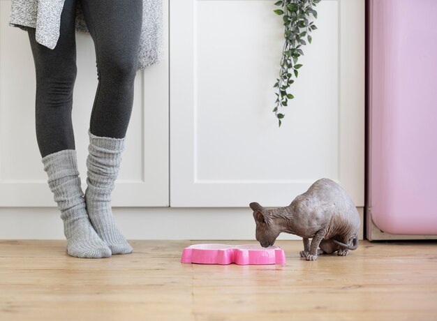 Leefstijl en portretten van huisdierenkatten