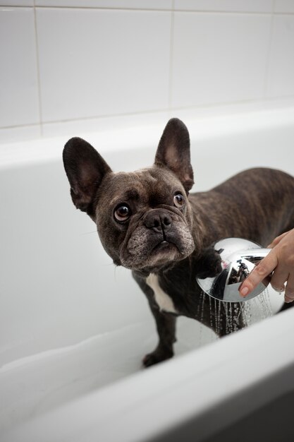 Leefstijl en verzorging van de hond bij de eigenaar