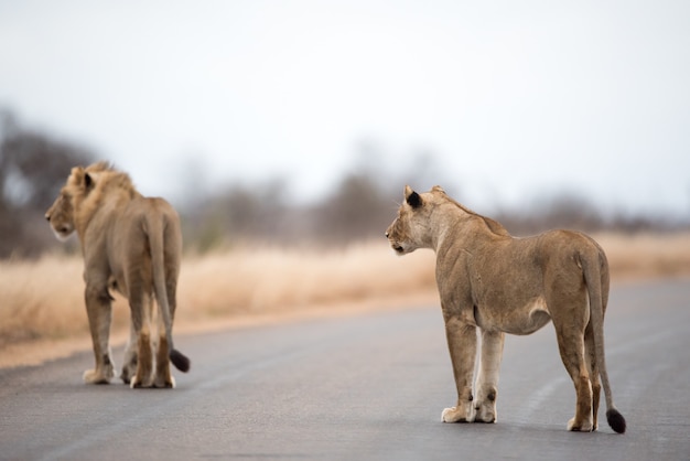 Leeuwen die op de weg lopen