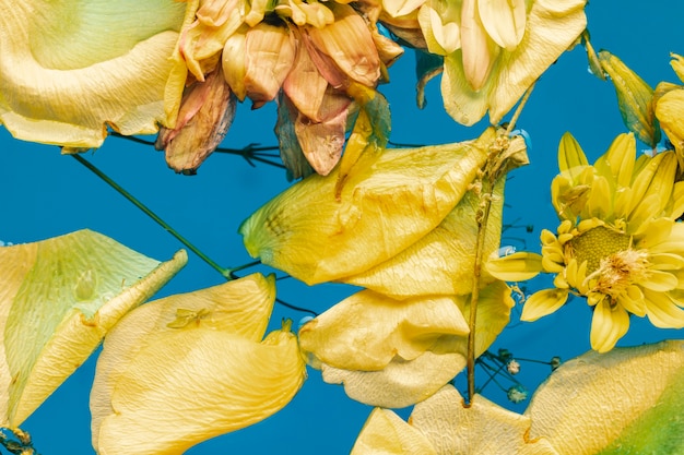 Leg gele bloemen en bloemblaadjes plat in water