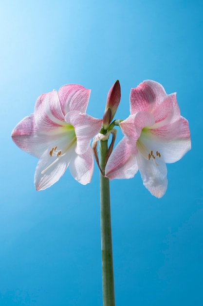 Gratis foto leliebloem in de lucht