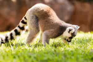 Gratis foto lemur