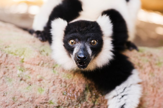 Gratis foto lemur