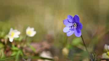 Gratis foto lente bloem. mooie bloeiende eerste kleine bloemen in het bos. hepatica. (hepatica nobilis)