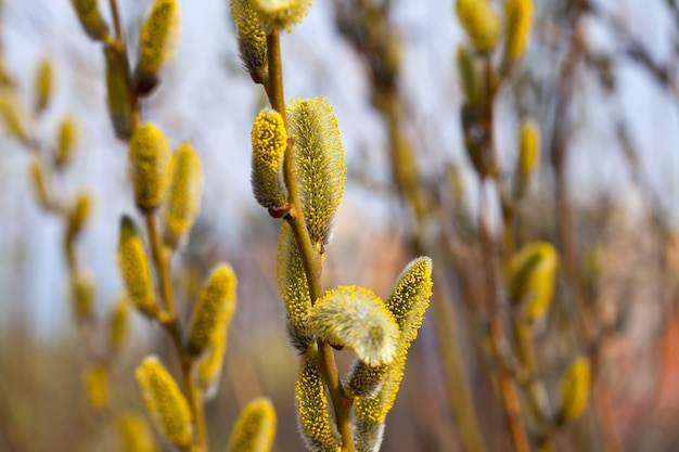 Lente knoppen