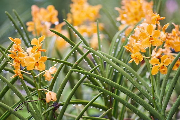 Gratis foto lente macro openlucht close-up installatie