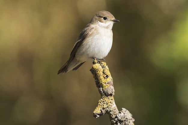 Lente migrerende vrouwelijke Europese bonte vliegenvanger Ficedula hypoleuca